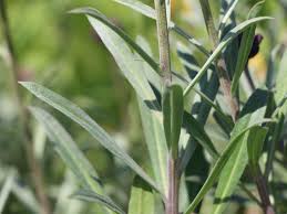 We did not find results for: Goldlack Bowles Mauve Finde Deine Neue Staude Online Ratgeber