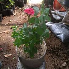 Dalam konteks umum, tanaman hias adalah sama seperti makhluk hidup lainnya, tanaman hias juga melakukan perkembangbiakan. Jual Tanaman Bunga Mawar Merah Bunga Mawar Tanaman Bunga Hidup Kota Depok Anam Flower Tokopedia