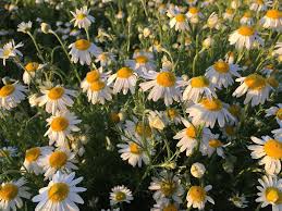 It is basically a herb that originates from a blooming plant in the daisy gang. Cotswold Lavender Camomile