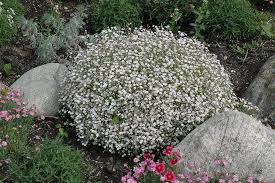 We did not find results for: Creeping Baby S Breath Flowers Seeds White Gypsophila Repens Caribbeangardenseed