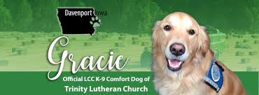 Gracie Comfort Dog