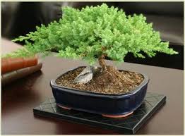 Bonsai Gardening Bonsai Garden Bonsai Tree Garden Juniper Bonsai Bonsai Tree Bonsai Tree Care