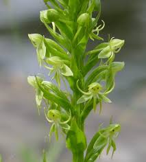 Image result for Habenaria disparilis