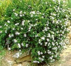 Image result for Turraea robusta