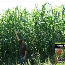 Green Screen Food Plot Screen Arrow Seed Company Food Plots For Deer Food Plot Greenscreen