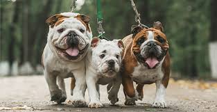 The condition occurs when the airways are obstructed and breathing becomes laboured or near impossible, usually. English Bulldog Dog Breed Profile Petfinder