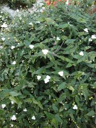 Delicate flowers over cascading foliage bring bridal veil indoors in the fall when the outside temperature drops below 55 degrees fahrenheit. Photo Of The Bloom Of Tahitian Bridal Veil Gibasis Geniculata Posted By Paul2032 Garden Org