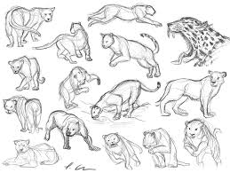 Big Cats Gesture Drawings Animal Drawings Drawing Poses Character Design Sketches