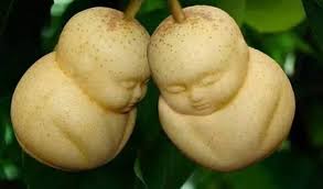 「越南乳瓜」の画像検索結果