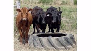 Abreuvoir pour vaches 16299 de la société ritchie industries. Fabriquer Un Abreuvoir Exterieur Pour Bovin Avec Un Pneu Usage
