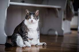 Encouraging our cat to open up lines of communication, then acting eagerly when they use them, means a happier, less stressed household. Signs Your Cat Is Secretly Mad At You Catsmart Singapore