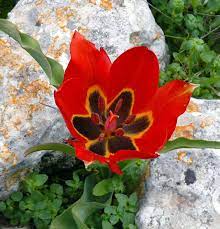 Tulipa Agenensis Wikipedia Rose Of Sharon Plants Tulips