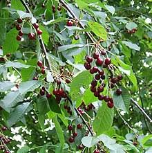 For the past several weeks, it has been profusely dropping here are some of the fruits that have fallen: Prunus Avium Wikipedia