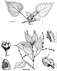 Image result for Laportea interrupta