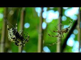 It's not that only black widow spiders prey upon it's own male and mate. Female Spider Eats A Male After Mating Youtube