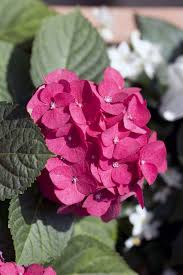 Hortensien blühen nicht ursache gründe warum die hortensie nicht blüht. Hortensien Richtig Pflegen Giessen Dungen Und Uberwintern Freudengarten