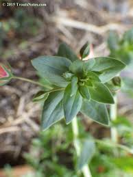 Image result for Anagallis serpens