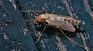 What causes them to proliferate? Midge Insect Britannica