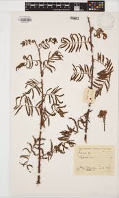 Image result for Indigastrum parviflorum