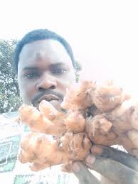 If they told you in zambia you can't grow ginger , they lied , have been  growing ginger for the past ten years ,we keep winning,, have the right  person to coach