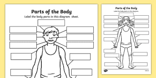 Groups of cells combine and work in tandem. Male Female Body Diagram With Labels Body Parts Worksheet