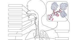 This is known as ejaculation. 10 Respiratory System Diagrams Ideas Respiratory System Respiratory Human Anatomy Chart