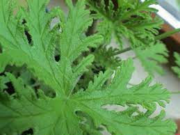 Zitrone, bergnarzisse pures wasser riecht eigentlich nach nichts. K Ein Zitronenbaumchen