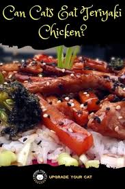 Can Cats Eat Teriyaki Chicken Upgrade Your Cat Teriyaki Chicken Eat Food