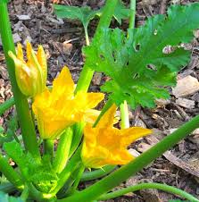 Maybe you would like to learn more about one of these? Squash 101 Piedmont Gardener