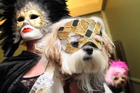 Otherwise all dogs would be wolves! Mi Ki Puppies For Sale Mi Ki Dog Breeders
