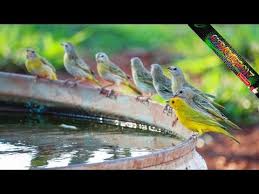 Check spelling or type a new query. Descargar Canto Para Ensenar A Un Canario Criollo 2 Mp3