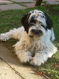 Tibetan terrier puppies for sale canada. Tibetsky Terier Robin Columbo Of Wild Marry 4 5 Mesice Tibetan Terrier Terrier Dogs