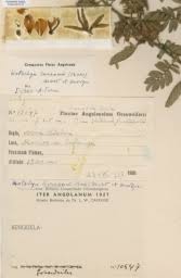 Image result for Kotschya carsonii