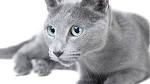 Russian Blue Kittens for Sale - Adoptapet