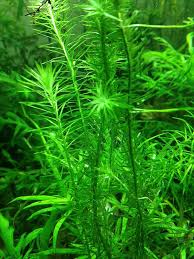 Image result for Mayaca