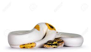For more information, check out how it works. Young Piebald Ball Python Aka Python Regius Snake Very High Stock Photo Picture And Royalty Free Image Image 164395244