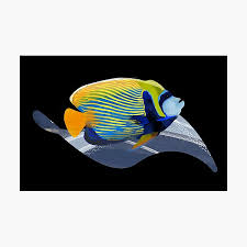 Its body has green, blue, red, and yellow hues, and its scales are characteristically large. Tropical Fish Photographic Prints Redbubble