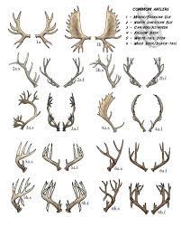 Tutorial about how to draw item details: Image Result For Moose Horn Side View Antler Tattoos Antler Tattoo Antler Drawing