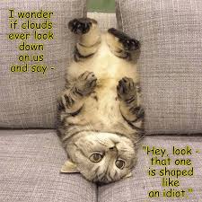Lolcats Idiot Lol At Funny Cat Memes Funny Cat Pictures With Words On Them Lol Cat Memes Funny Cats Funny Cat Pictures With Words On