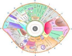 Free Iridology Eye Chart Downloads About Divine Iris