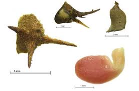 Image result for Kyllinga robinsoniana