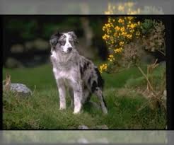 Advice from breed experts to make a safe choice. Puppyfinder Com Border Collie Puppies Puppies For Sale Near Me In Missouri Usa Page 1 Displays 10