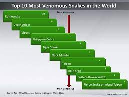 Top 10 Most Venomous Snakes In The World Snake Venom Snake Inland Taipan