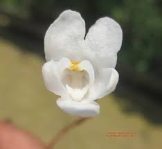 Image result for Didymoplexis