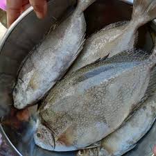 600 g (2 ekor) ikan baronang segar. Segar Ikan Baronang Masadar 1kg Shopee Indonesia