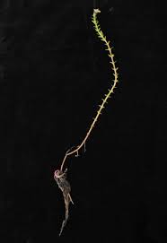 Image result for Nesaea sarcophylla