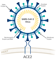 See our latest list of scams here. Tools To Study Sars Cov 2 Host Interactions News Announcements Cayman Chemical