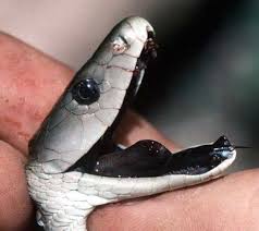 Black Mamba Snake Bites Venom Images And Information Black Mamba Snake Mamba Snake Snake Bites
