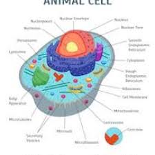 Maybe you would like to learn more about one of these? Animal Cell Memozing E Learning Network
