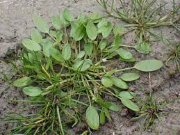 Image result for Limosella